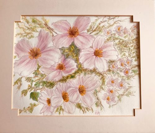 Brenda, Clematis Armandi, colour pencils.